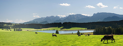 Ein grünes Feld mit grasenden Kühen und einem See, umgeben von Bergen im Hintergrund.